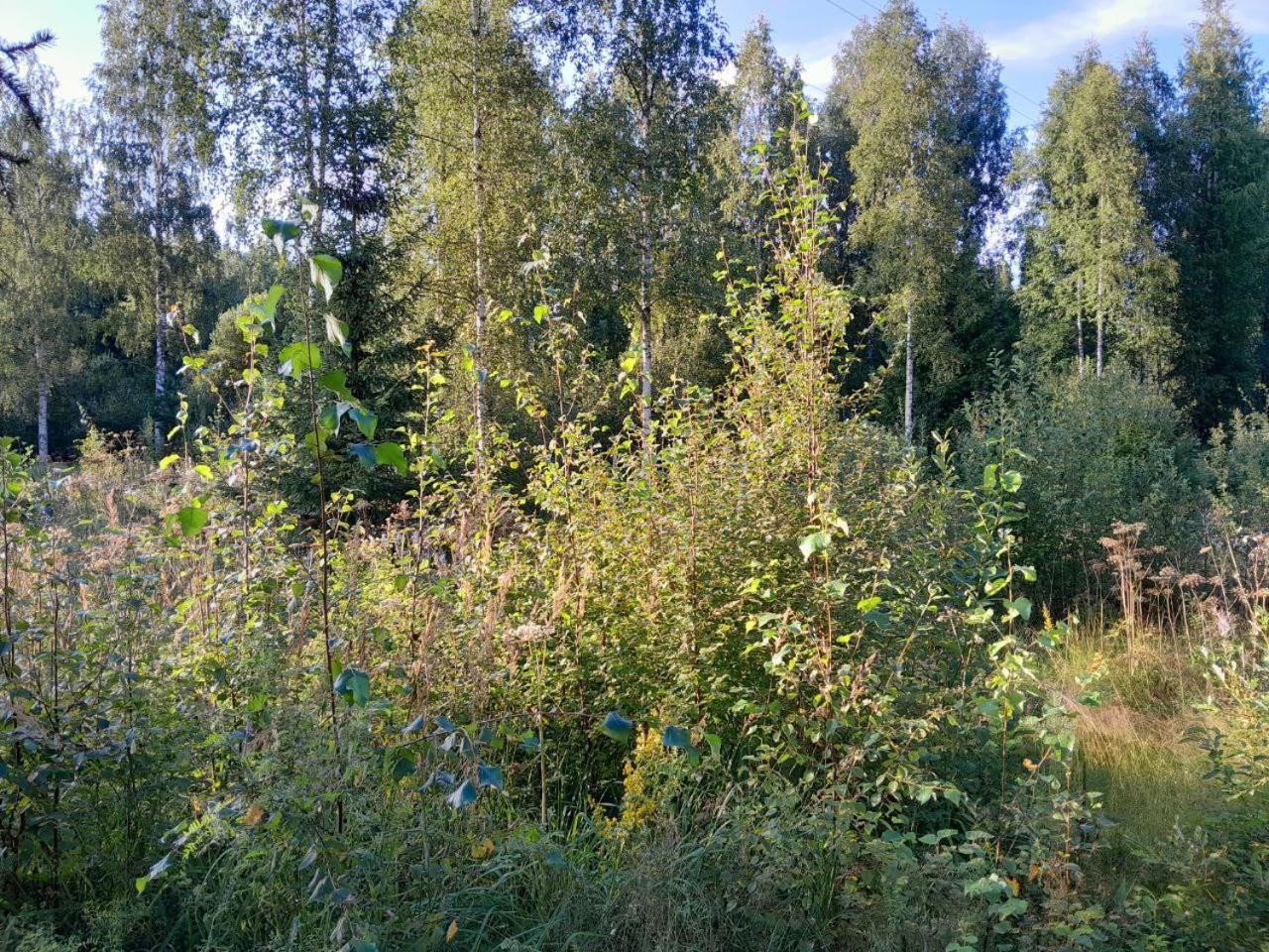 Vila Rauhallinen Moekki Lahti Exteriér fotografie